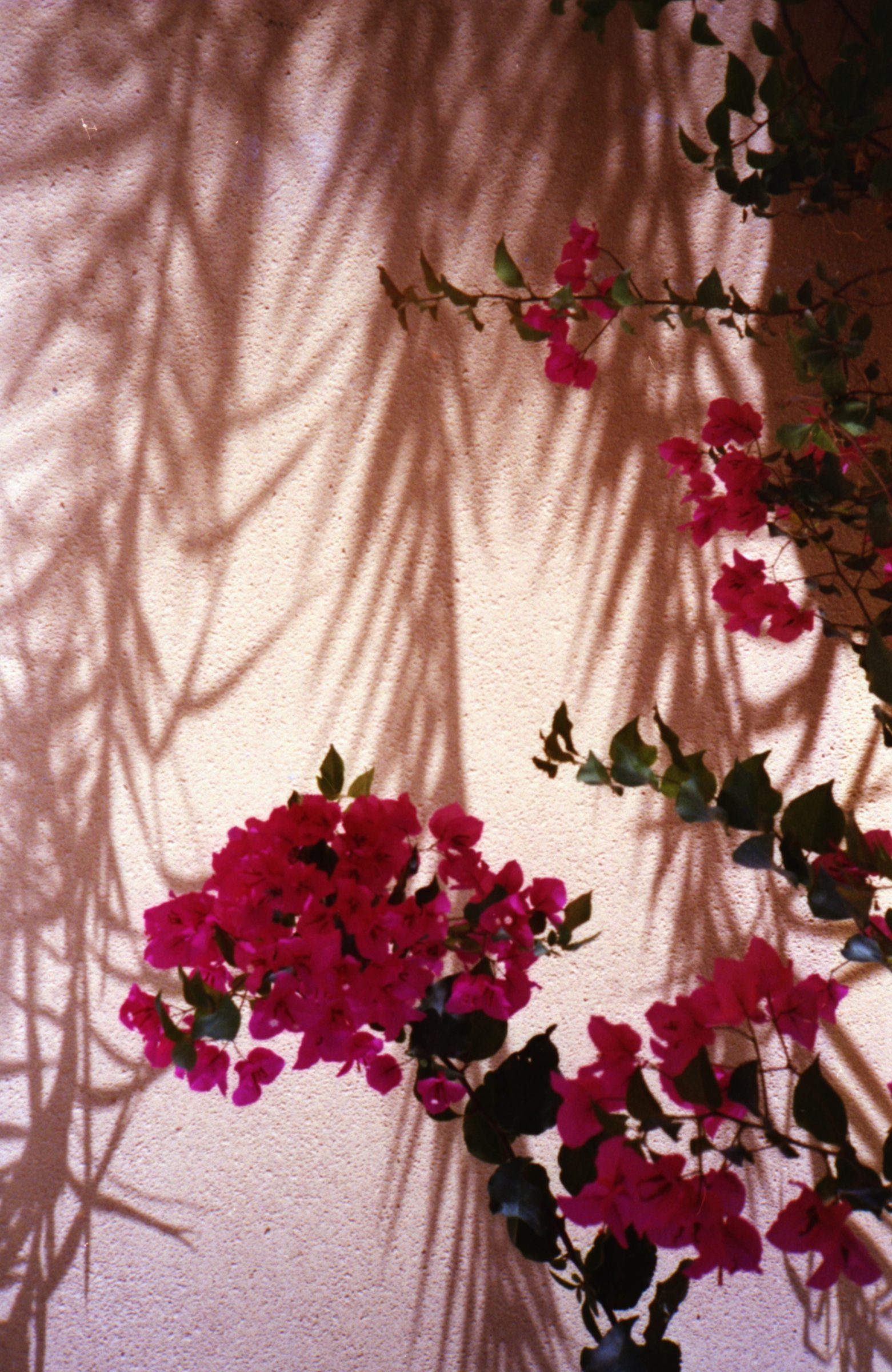 Mama's Garden, 2026