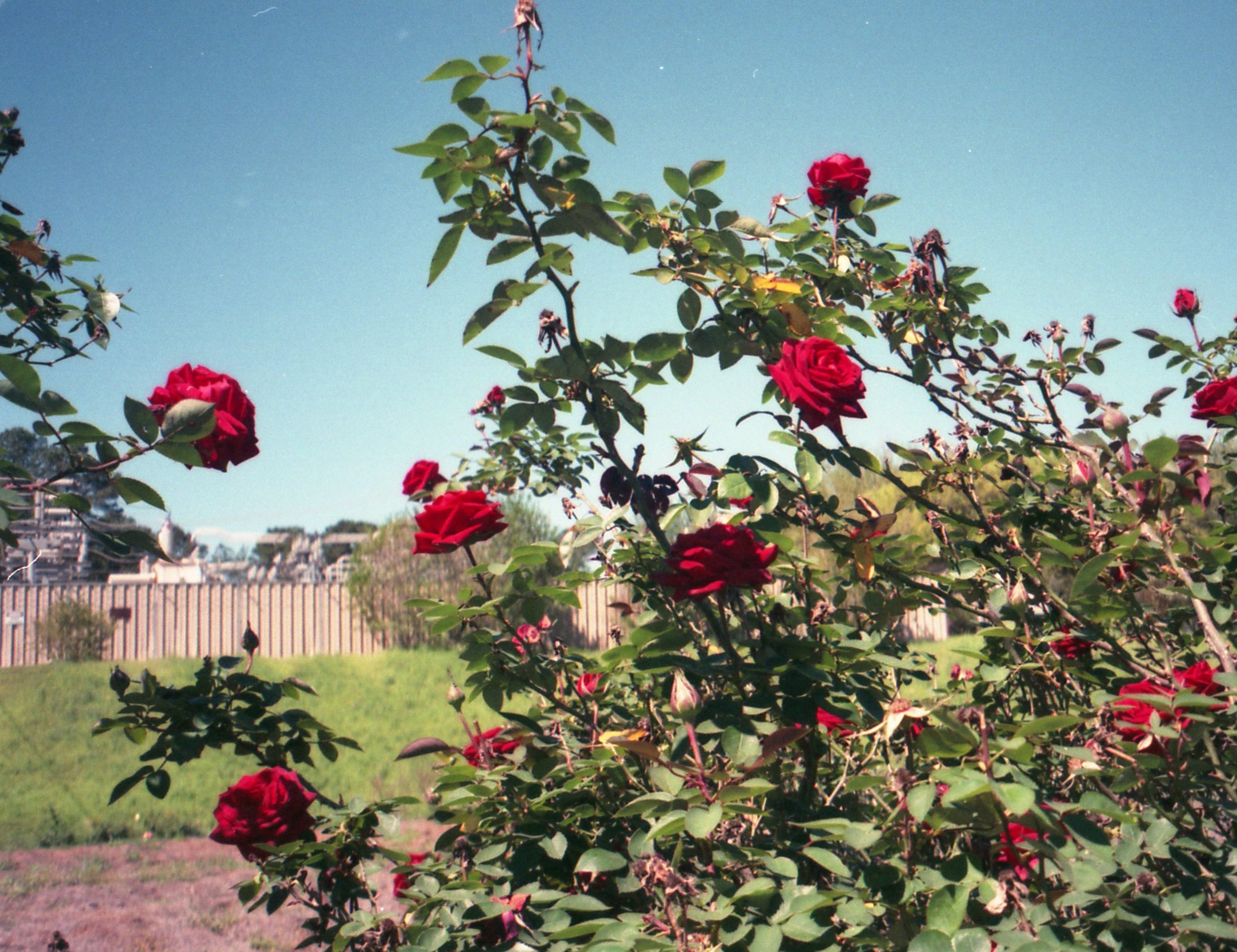 Roses for Lovers, 2026
